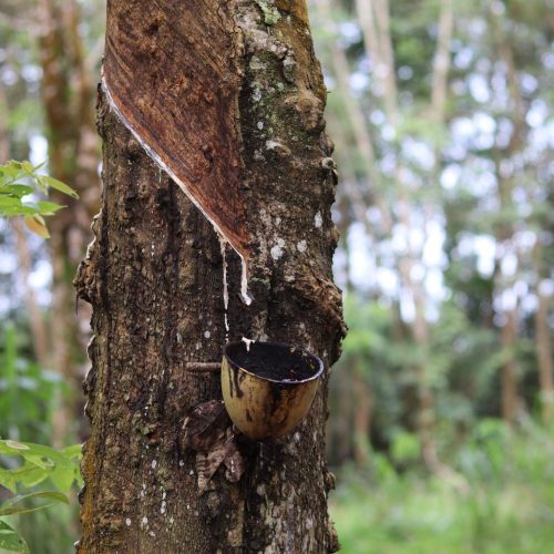 Close-up of a tree being tapped for natural rubber with a collection cup outdoors.